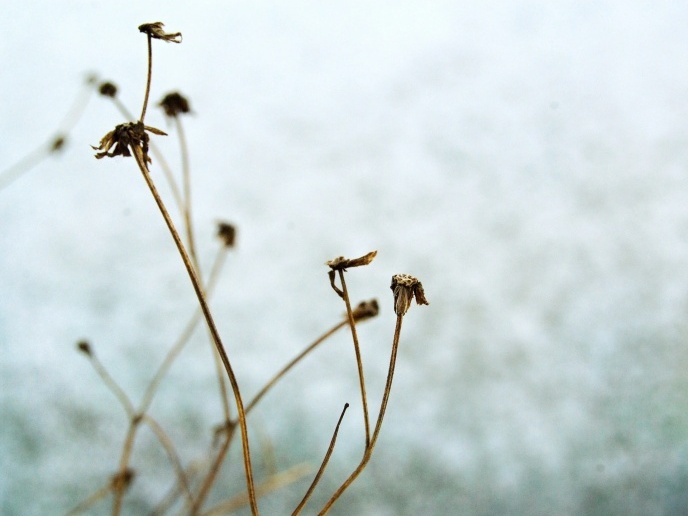 Detail zimní přírody