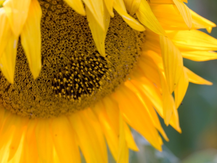 Detail slunečnice