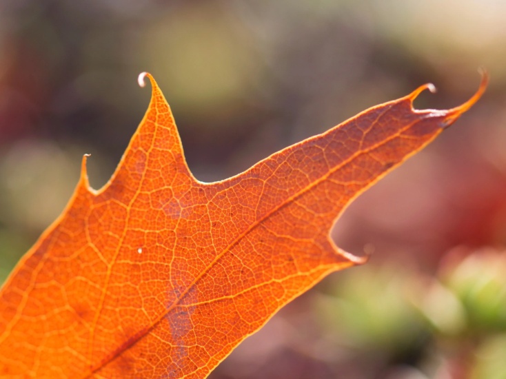 Detail podzimní přírody