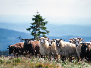 Ovce plemene Valaška v krajině Jeseníků