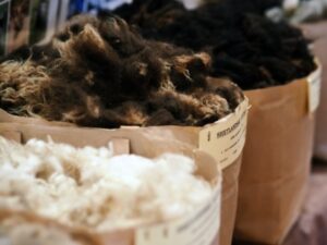 Ovčí vlna v žocích připravená na zpracování